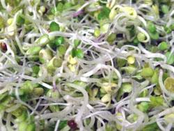 broccoli sprouts