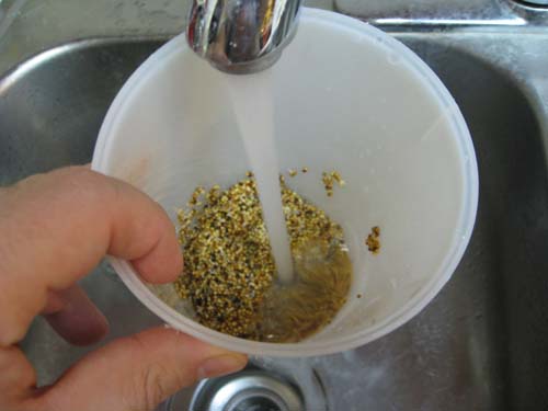 Rinsing seeds in the EasySprout&trade;