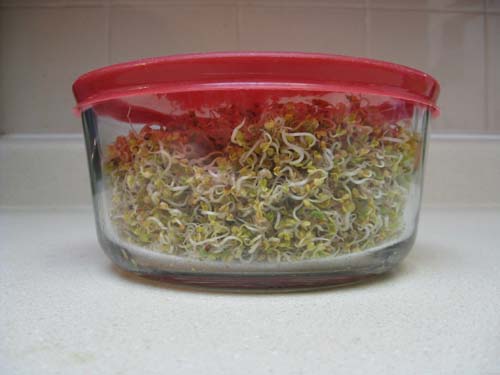 Sprouts ready for storage in the refrigerator
