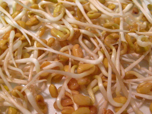fenugreek sprouts