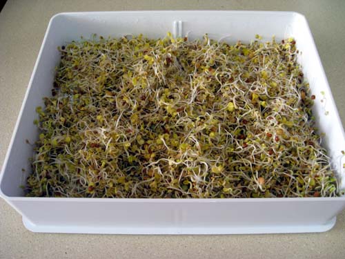 A lentil radish salad sprout mix