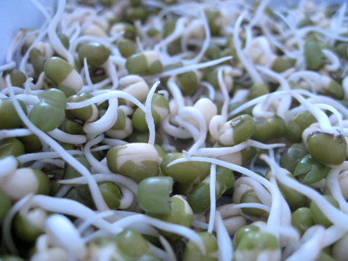 mung beans