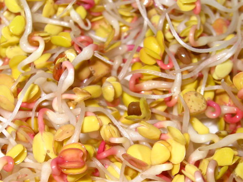 radish sprouts