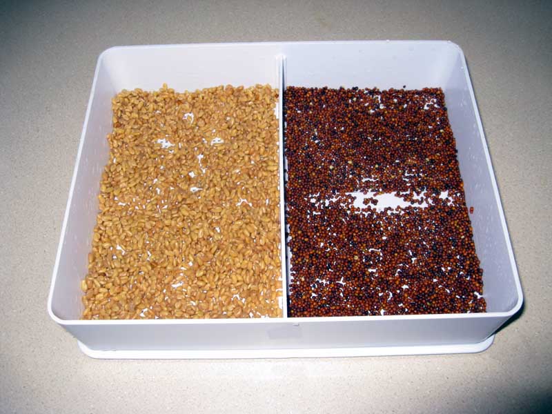 Soaked seeds in the sprouter