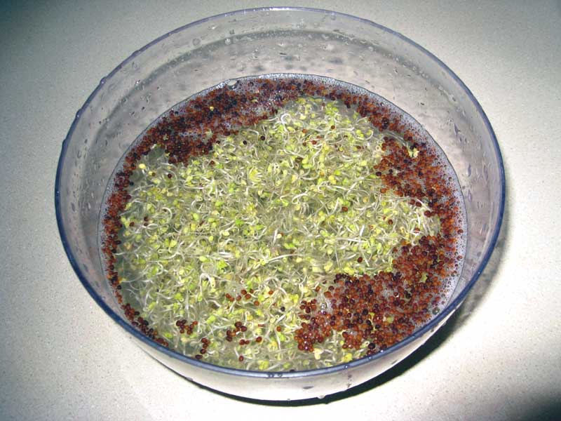 Removing the hulls from broccoli sprouts