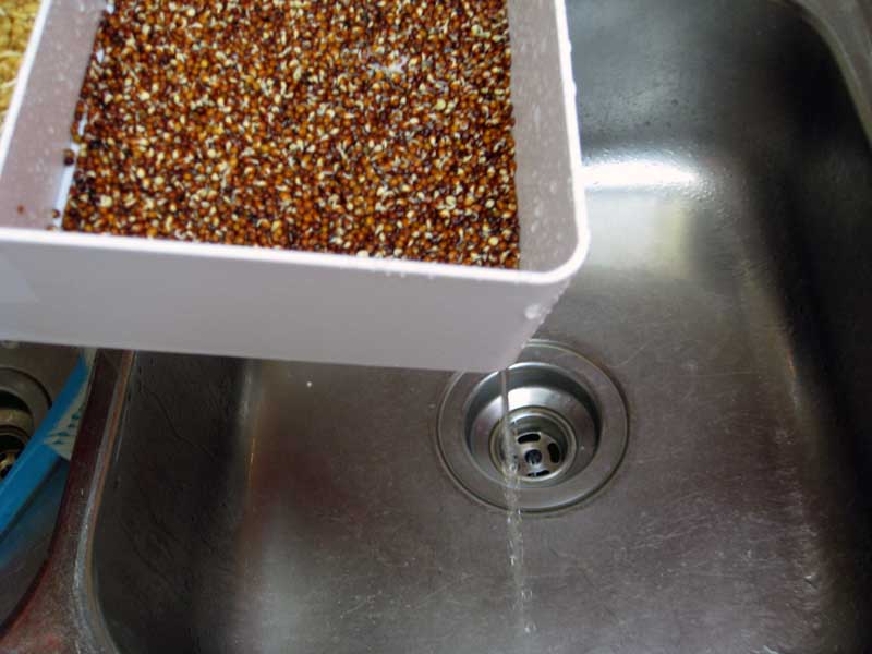 Draining the sprouts