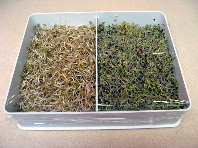 Exposure to sun greens the sprouts up a bit