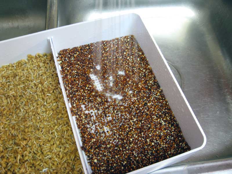 Rinsing Broccoli sprouts in the sprouter