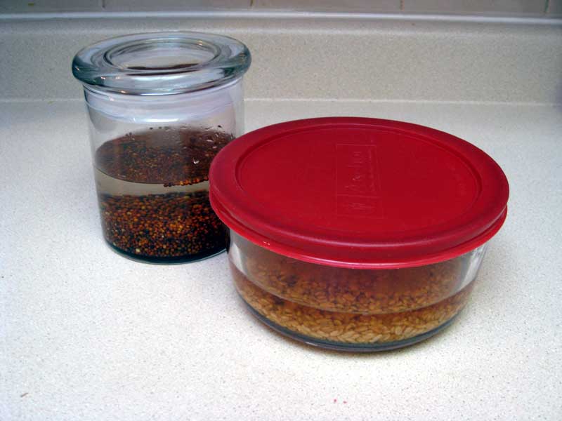 Soaking Fenugreek and Broccoli seeds