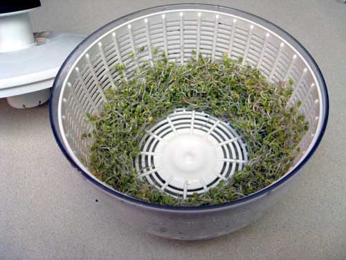 Draining sprouts in a salad spinner