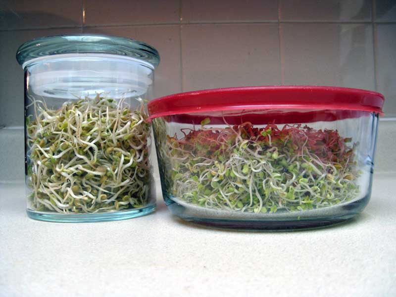 Sprouts ready for storage in the refrigerator