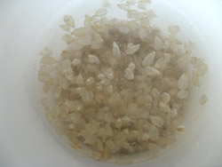 Soaking Sunflower Seed