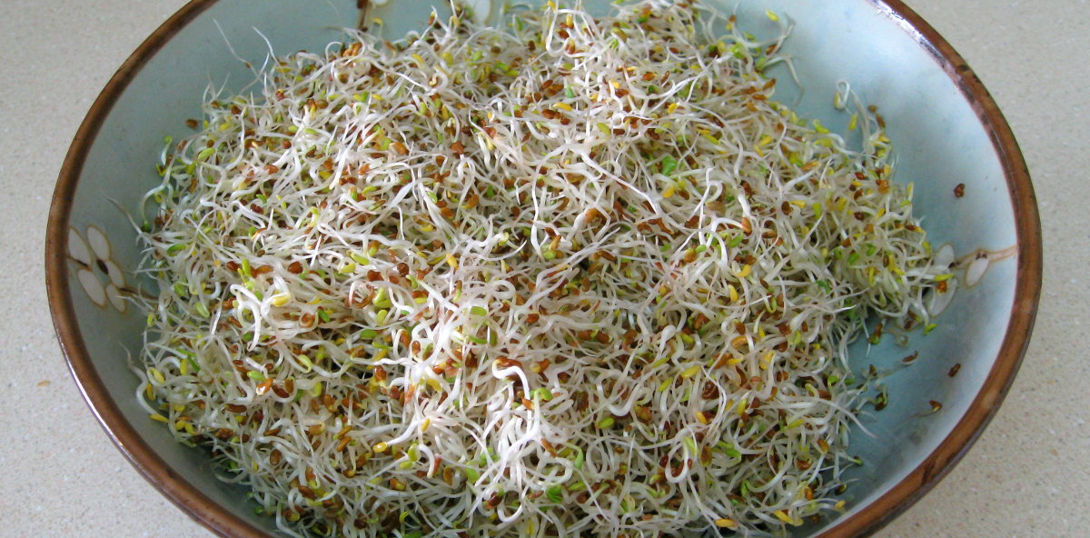 The Easy Sprout Sprouter