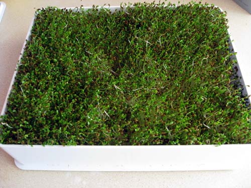 Green Leafy Alfalfa Sprouts